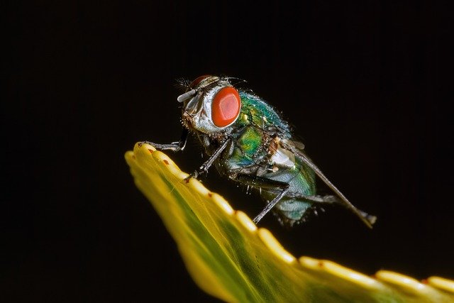 Schädlingsbekämpfung Fliege