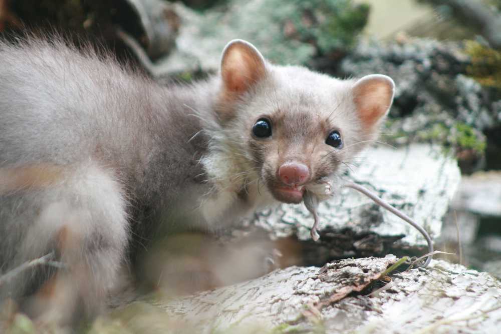 Kammerjäger Marder