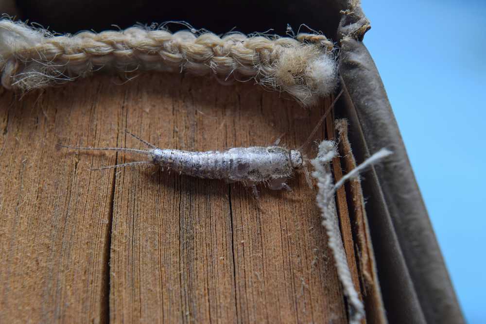 Kammerjäger Silberfischchen