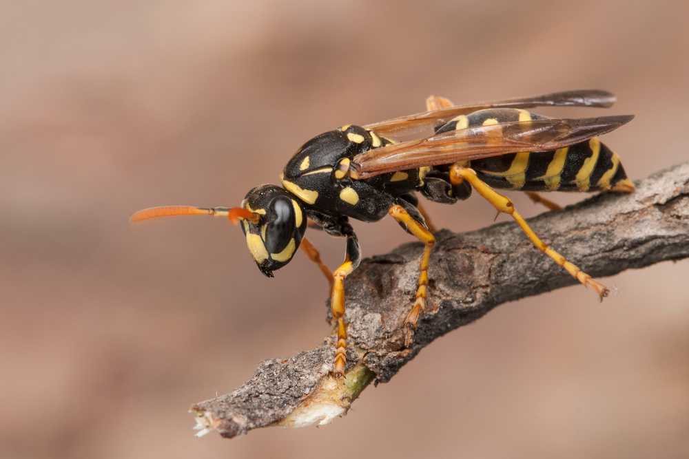 Kammerjäger Wespen