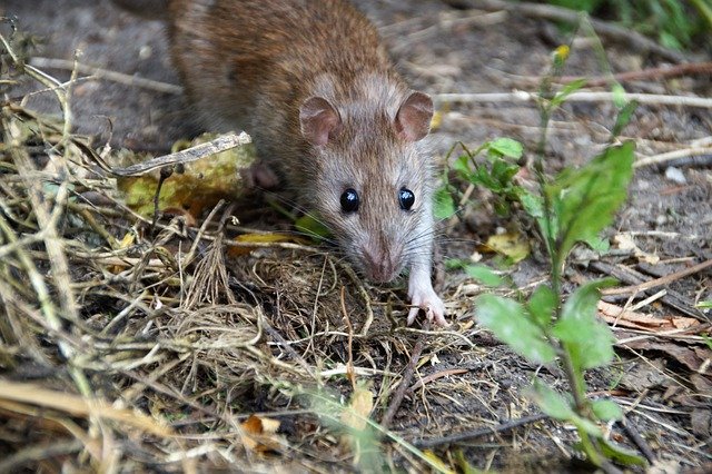 Schädlingsbekämpfung Ratte